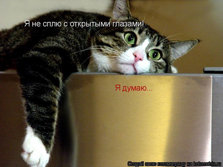 Я не сплю с открытыми глазами! Я думаю...... Котоматрица: Я не сплю с открытыми глазами! Я думаю...