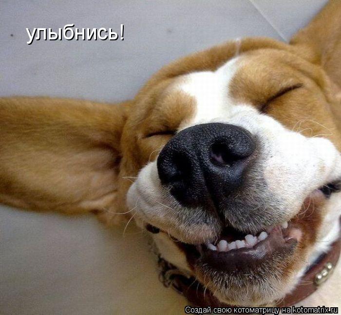 улыбнись!... Котоматрица: улыбнись!