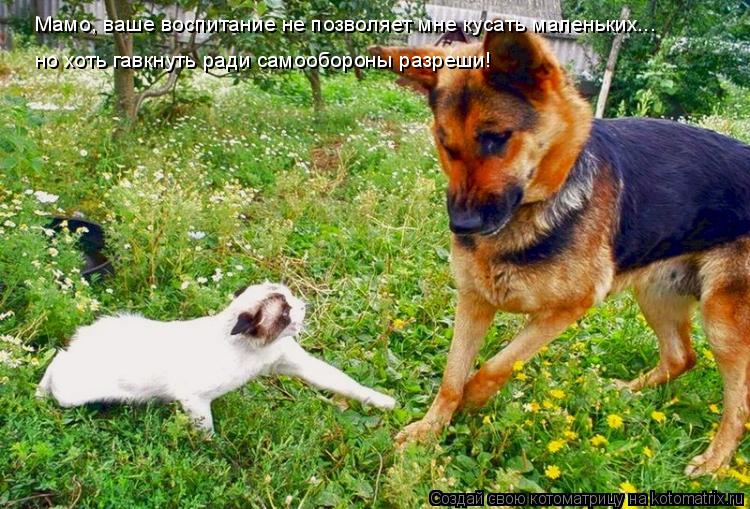 Мамо, ваше воспитание не позволяет мне кусать маленьких... но хоть гавкнуть ради самообороны разреши!... Котоматрица: Мамо, ваше воспитание не позволяет мне кусать маленьких... но хоть гавкнуть ради самообороны разреши!