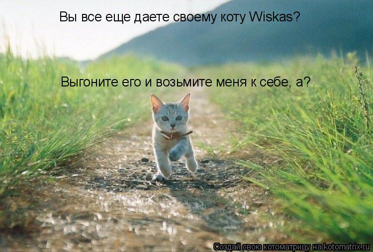 Вы все еще даете своему коту Wiskas? Выгоните его и возьмите меня к себе, а?... Котоматрица: Вы все еще даете своему коту Wiskas? Выгоните его и возьмите меня к себе, а?