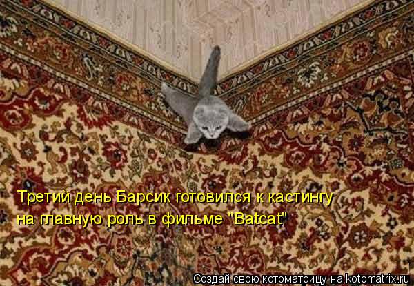 Третий день Барсик готовился к кастингу на главную роль в фильме "Batcat"... Котоматрица: Третий день Барсик готовился к кастингу на главную роль в фильме "Batcat"