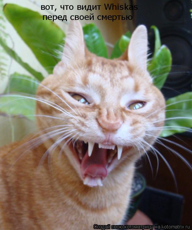 вот, что видит Whiskas перед своей смертью... Котоматрица: вот, что видит Whiskas перед своей смертью