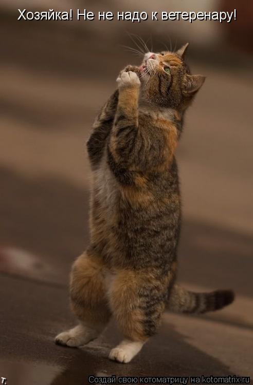 Хозяйка! Не не надо к ветеренару!... Котоматрица: Хозяйка! Не не надо к ветеренару!