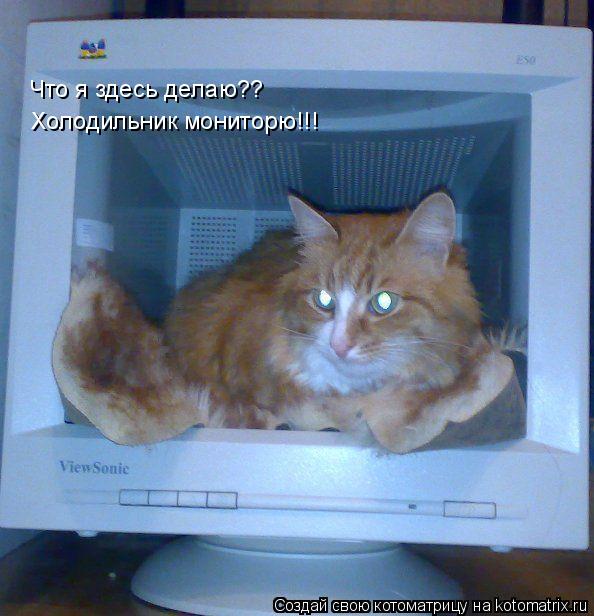 Что я здесь делаю?? Холодильник мониторю!!!... Котоматрица: Что я здесь делаю?? Холодильник мониторю!!!