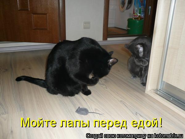 Мойте лапы перед едой!... Котоматрица: Мойте лапы перед едой!