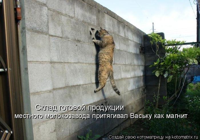 Склад готовой продукции местного молокозавода притягивал Ваську как магнит... Котоматрица: Склад готовой продукции местного молокозавода притягивал Ваську как магнит