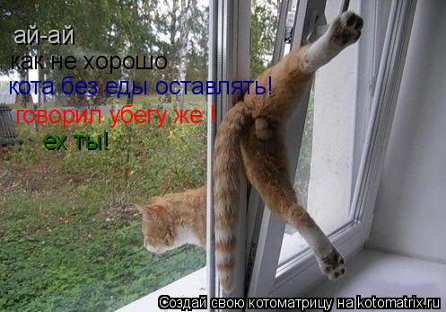 Котоматрица: ай-ай как не хорошо кота без еды оставлять! говорил убегу же ! ех ты!