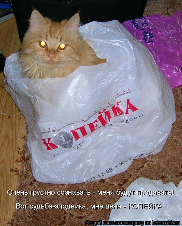 Котоматрица: Очень грустно сознавать - меня будут продавать! Очень грустно сознавать - меня будут продавать! Вот судьба-злодейка, мне цена - КОПЕЙКА! Вот с