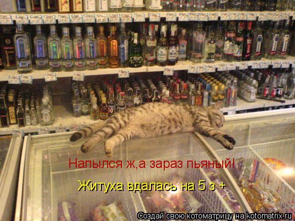 Котоматрица: Напылся ж,а зараз пьяный! Житуха вдалась на 5 з +
