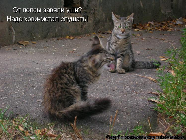 Котоматрица: От попсы завяли уши? Надо хэви-метал слушать!