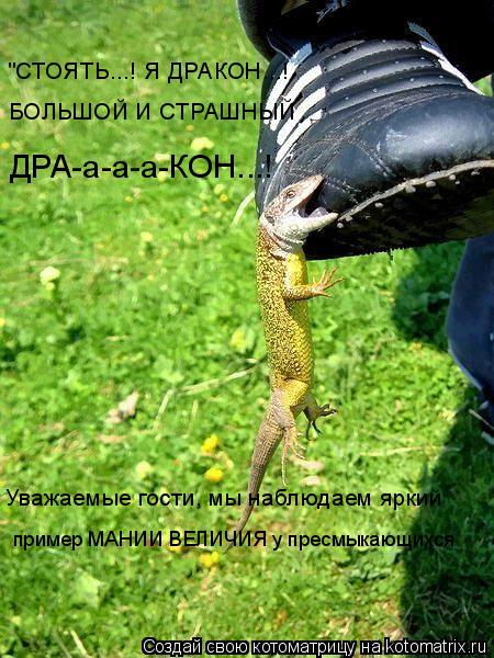 Котоматрица: "СТОЯТЬ...! Я ДРАКОН...! БОЛЬШОЙ И СТРАШНЫЙ ДРА-а-а-а-КОН...! Уважаемые гости, мы наблюдаем яркий пример МАНИИ ВЕЛИЧИЯ у пресмыкающихся