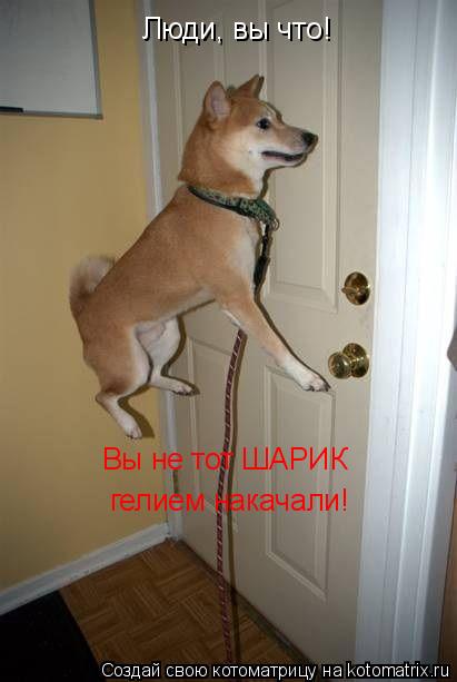 Котоматрица: Люди, вы что! Вы не тот ШАРИК гелием накачали!