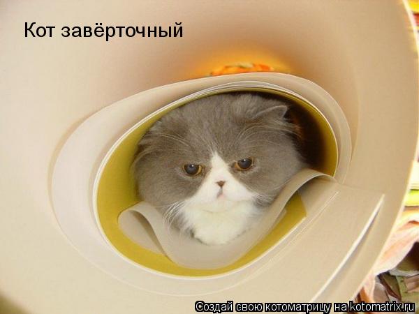 Кот завёрточный... Котоматрица: Кот завёрточный