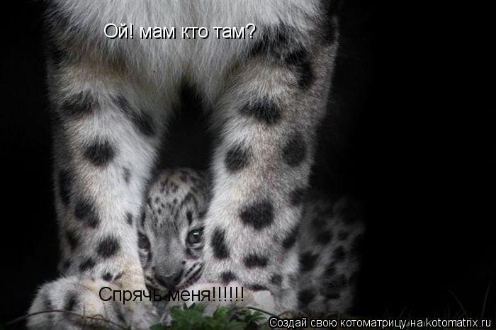 Ой! мам кто там? Спрячь меня!!!!!!... Котоматрица: Ой! мам кто там? Спрячь меня!!!!!!