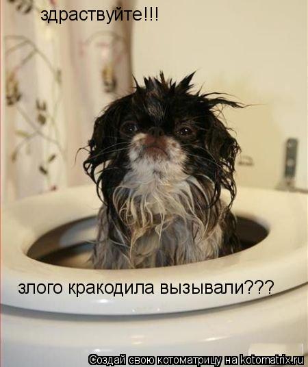 здраствуйте злого кракодила вызывали??? !!!... Котоматрица: здраствуйте злого кракодила вызывали??? !!!