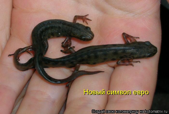 Новый символ евро... Котоматрица: Новый символ евро