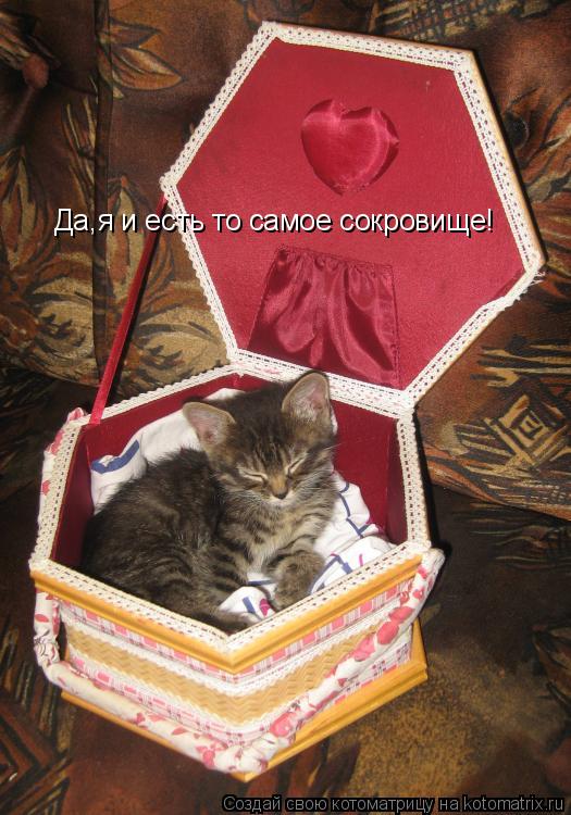 Котоматрица: Да,я и есть то самое сокровище!