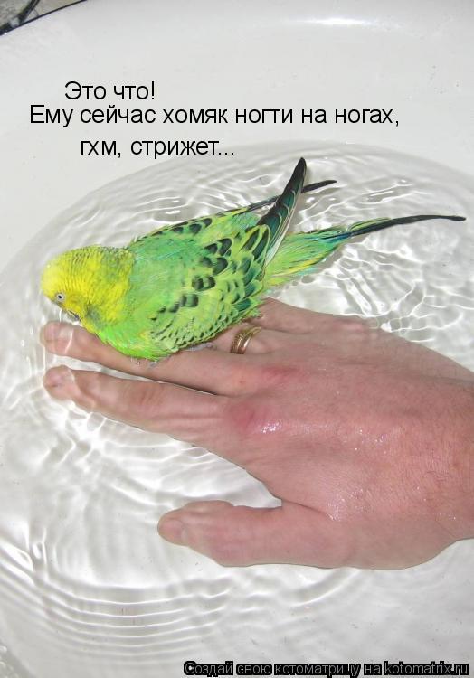 Это что! гхм, стрижет... Ему сейчас хомяк ногти на ногах,... Котоматрица: Это что! гхм, стрижет... Ему сейчас хомяк ногти на ногах,