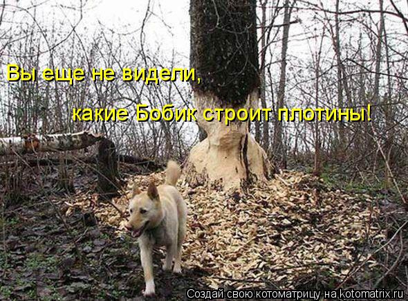 Котоматрица: Вы еще не видели, какие Бобик строит плотины!