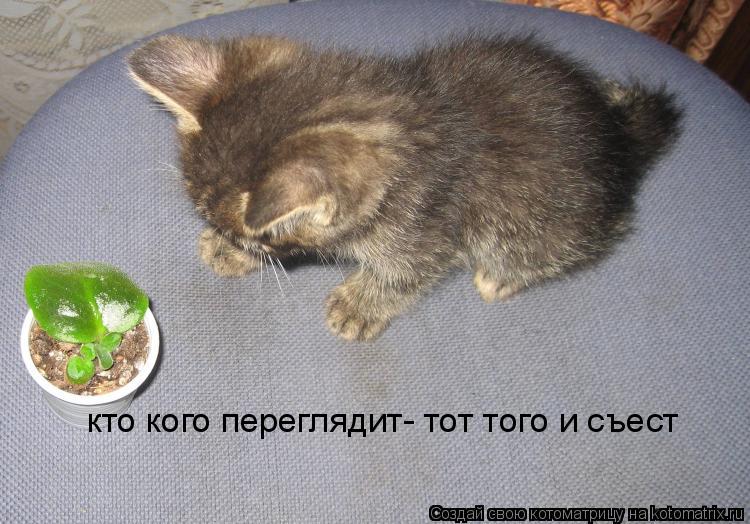 кто кого переглядит- тот того и съест... Котоматрица: кто кого переглядит- тот того и съест