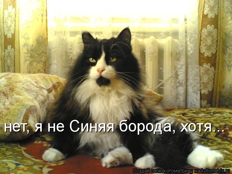нет, я не Синяя борода, хотя...... Котоматрица: нет, я не Синяя борода, хотя...