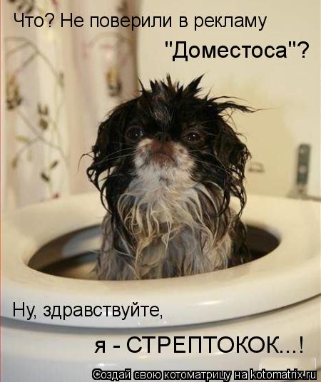 Что? Не поверили в рекламу "Доместоса"? Ну, здравствуйте, я - СТРЕПТОКОК...!... Котоматрица: Что? Не поверили в рекламу "Доместоса"? Ну, здравствуйте, я - СТРЕПТОКОК...!
