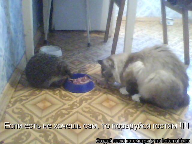 Если есть не хочешь сам, то порадуйся гостям !!!!... Котоматрица: Если есть не хочешь сам, то порадуйся гостям !!!!