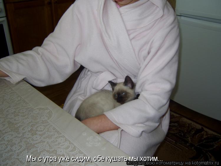 Мы с утра уже сидим, обе кушать мы хотим...... Котоматрица: Мы с утра уже сидим, обе кушать мы хотим...
