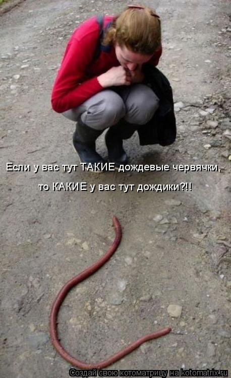 Котоматрица: Если у вас тут ТАКИЕ дождевые червячки,  то КАКИЕ у вас тут дождики?!!