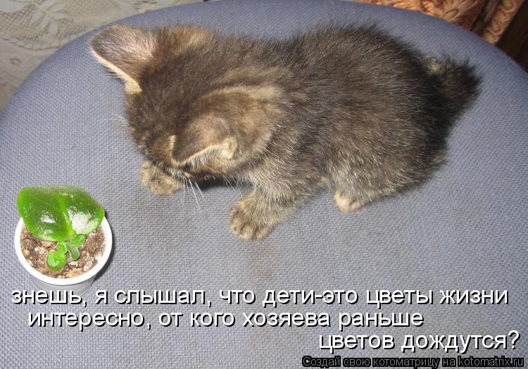 Котоматрица: знешь, я слышал, что дети-это цветы жизни интересно, от кого хозяева раньше  цветов дождутся?
