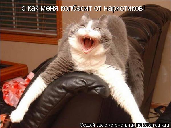 Котоматрица: о как меня колбасит от наркотиков!