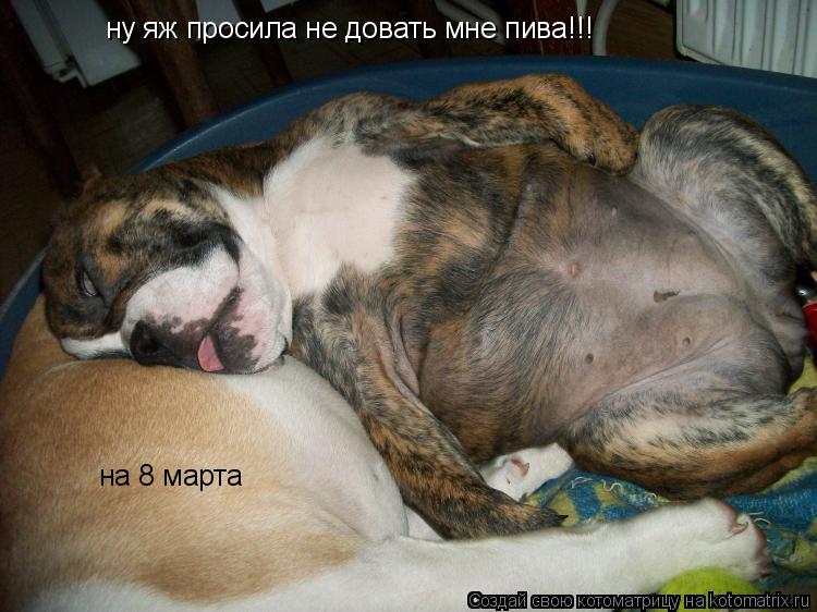 Котоматрица: ну яж просила не довать мне пива!!! на 8 марта