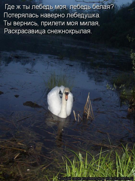 Котоматрица: Где ж ты лебедь моя, лебедь белая? Потерялась наверно лебедушка. Ты вернись, прилети моя милая, Раскрасавица снежнокрылая.