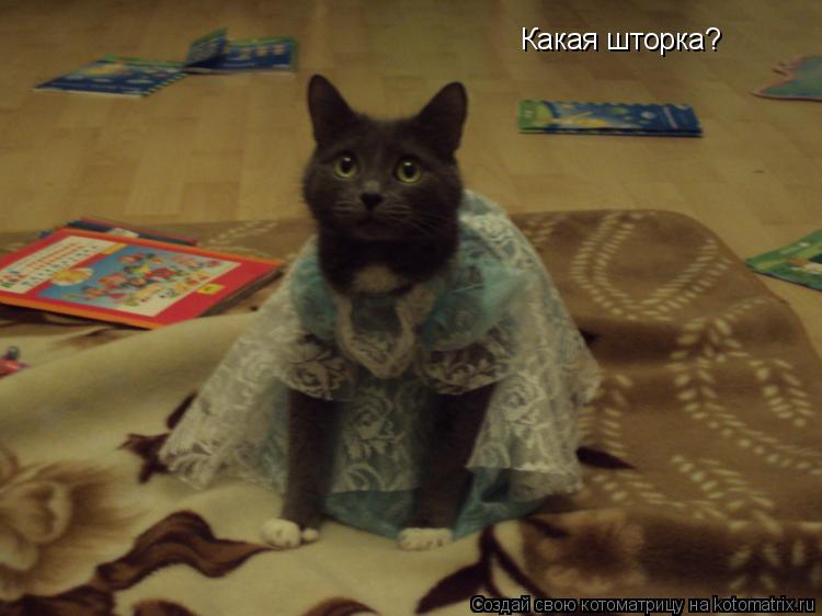 Какая шторка?... Котоматрица: Какая шторка?