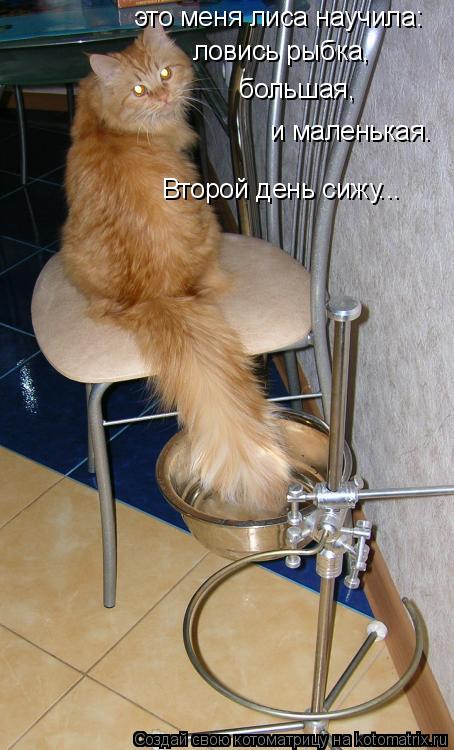 Котоматрица: это меня лиса научила: ловись рыбка, большая, и маленькая. Второй день сижу...