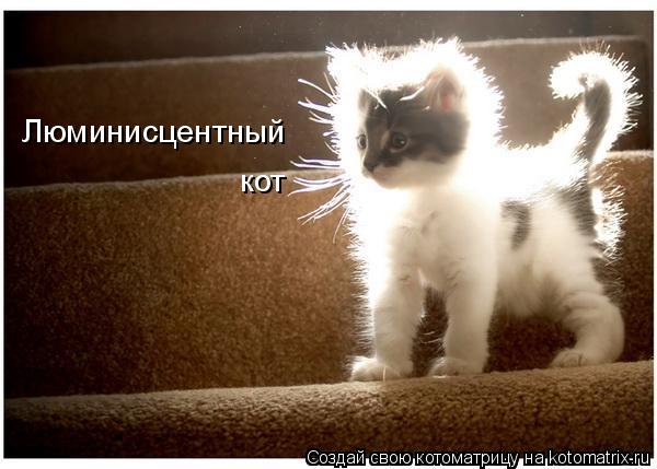 Котоматрица: Люминисцентный кот