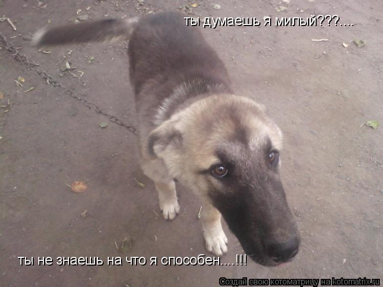 Котоматрица: ты думаешь я милый???.... ты не знаешь на что я способен....!!!
