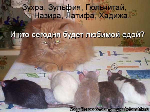 Зухра, Зульфия, Гюльчитай, Назира, Латифа, Хадижа. И кто сегодня будет любимой едой?... Котоматрица: Зухра, Зульфия, Гюльчитай, Назира, Латифа, Хадижа. И кто сегодня будет любимой едой?