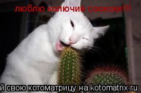 люблю колючие сосиски!!!... Котоматрица: люблю колючие сосиски!!!