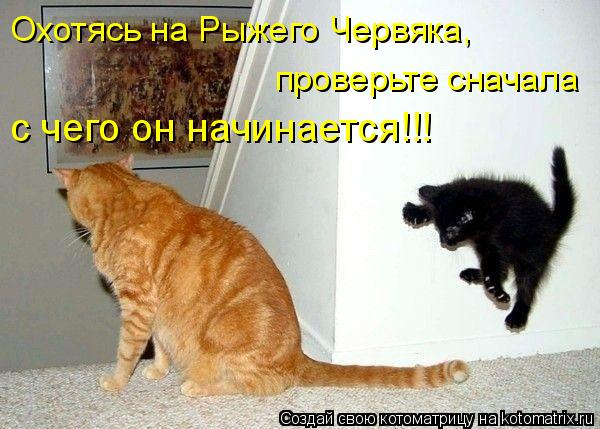 Охотясь на Рыжего Червяка, проверьте сначала с чего он начинается!!!... Котоматрица: Охотясь на Рыжего Червяка, проверьте сначала с чего он начинается!!!