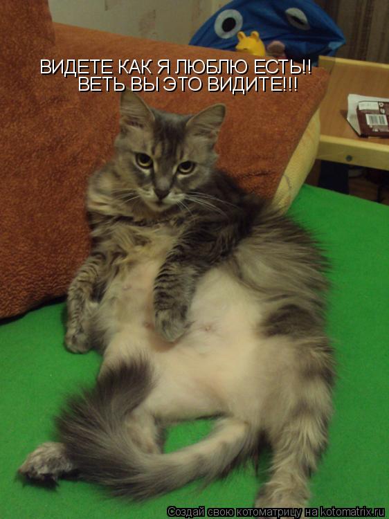 ВИДЕТЕ КАК Я ЛЮБЛЮ ЕСТЬ!! ВЕТЬ ВЫ ЭТО ВИДИТЕ!!!... Котоматрица: ВИДЕТЕ КАК Я ЛЮБЛЮ ЕСТЬ!! ВЕТЬ ВЫ ЭТО ВИДИТЕ!!!