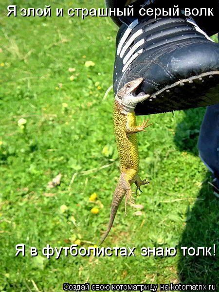Я злой и страшный серый волк Я в футболистах знаю толк!... Котоматрица: Я злой и страшный серый волк Я в футболистах знаю толк!