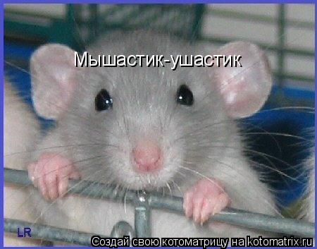 Мышастик-ушастик Мышастик-ушастик... Котоматрица: Мышастик-ушастик Мышастик-ушастик