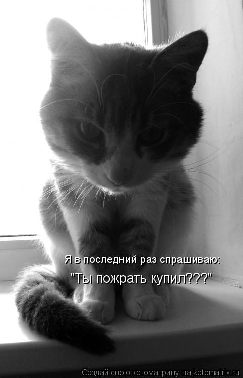 "Ты пожрать купил???" Я в последний раз спрашиваю:... Котоматрица: "Ты пожрать купил???" Я в последний раз спрашиваю: