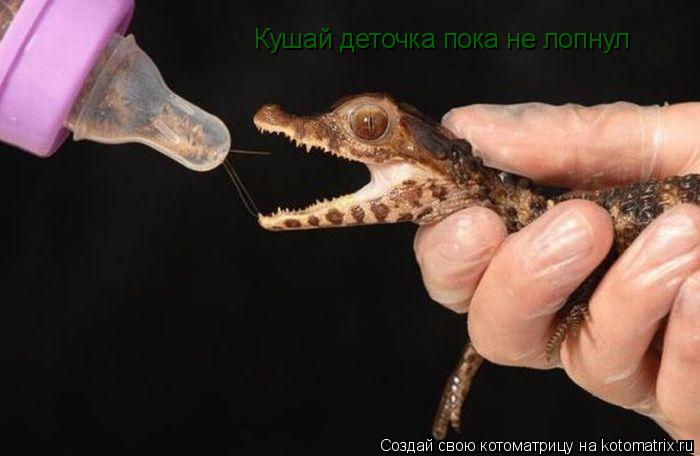 Кушай деточка пока не лопнул... Котоматрица: Кушай деточка пока не лопнул