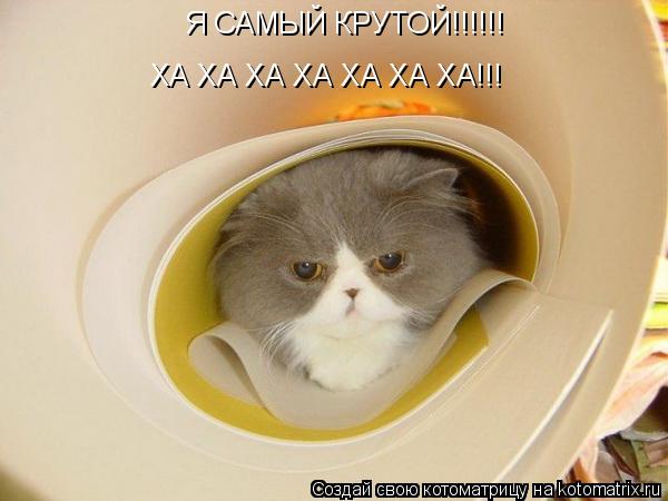 Я САМЫЙ КРУТОЙ!!!!!! ХА ХА ХА ХА ХА ХА ХА!!!... Котоматрица: Я САМЫЙ КРУТОЙ!!!!!! ХА ХА ХА ХА ХА ХА ХА!!!
