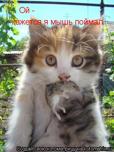Ой - кажется я мышь поймал... Котоматрица: Ой - кажется я мышь поймал