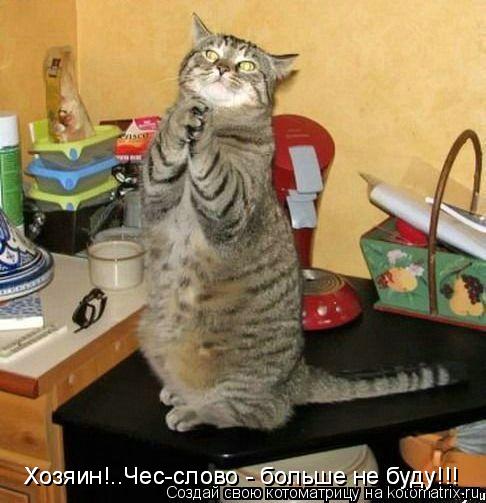 Хозяин!..Чес-слово - больше не буду!!! Хозяин!..Чес-слово - больше не буду!!!... Котоматрица: Хозяин!..Чес-слово - больше не буду!!! Хозяин!..Чес-слово - больше не буду!!!