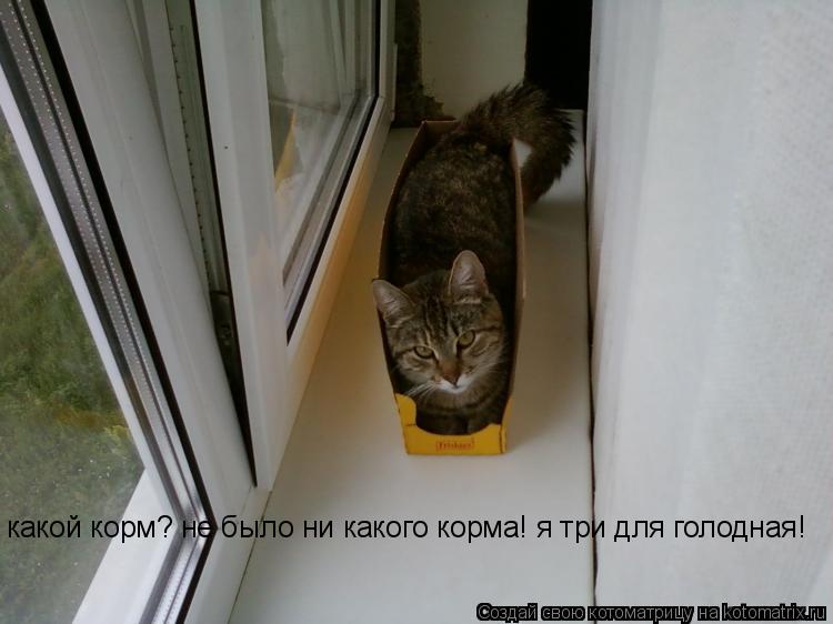 какой корм? не было ни какого корма! я три для голодная!... Котоматрица: какой корм? не было ни какого корма! я три для голодная!