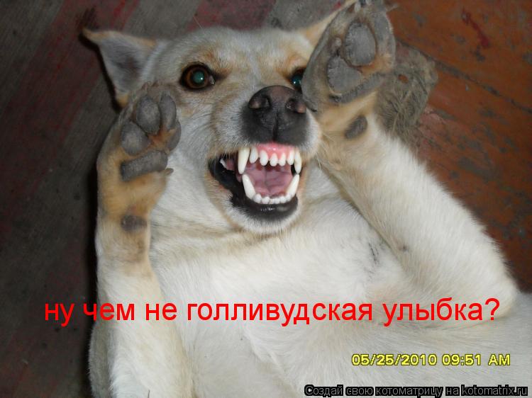 ну чем не голливудская улыбка?... Котоматрица: ну чем не голливудская улыбка?